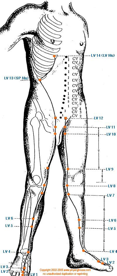 liver acupuncture points diagram.